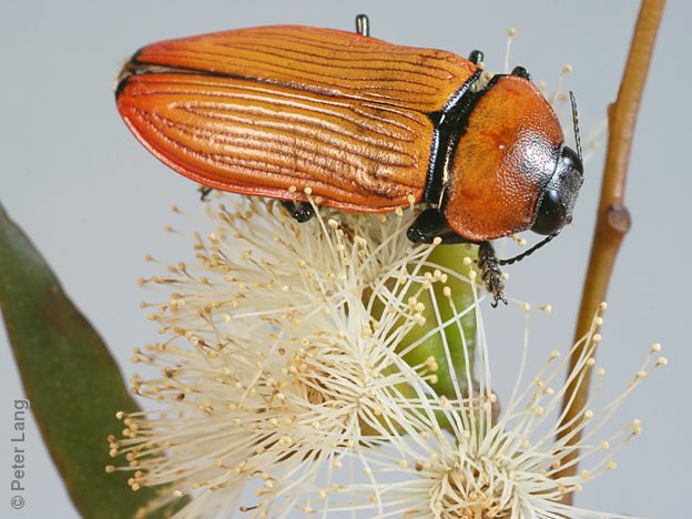 Temognatha wimmerae wimmerae, PL1414, male, EP, 16.9 × 7.3 mm